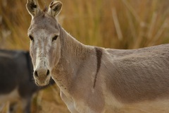 Equus asinus
