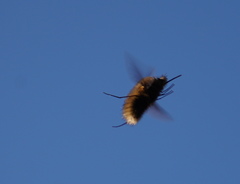 Bombylius trichurus
