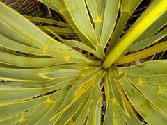 Aciphylla ferox