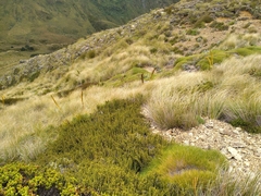 Aciphylla ferox
