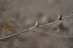 Emberiza sahari