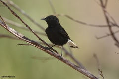 Oenanthe leucopyga