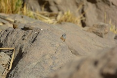Emberiza sahari