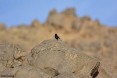 Oenanthe leucopyga