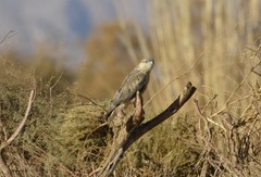 Buteo rufinus cirtensis