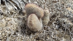 Mammillaria dioica