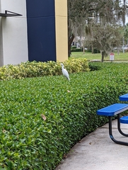 Bubulcus ibis image