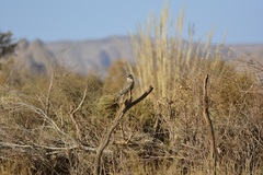 Buteo rufinus cirtensis
