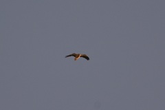 Neophron percnopterus