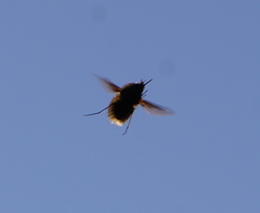 Bombylius trichurus