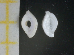 Spiroloculina depressa