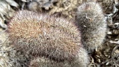 Mammillaria dioica