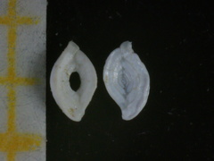 Spiroloculina depressa