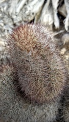 Mammillaria dioica