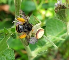 Misumenops callinurus