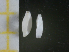 Spiroloculina depressa