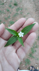 Catharanthus pusillus