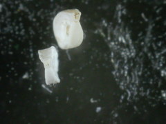 Spiroloculina depressa