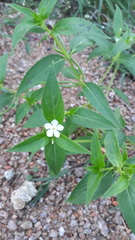 Catharanthus pusillus