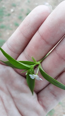 Catharanthus pusillus