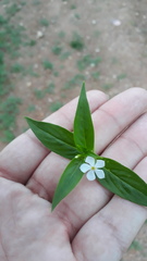 Catharanthus pusillus