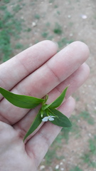 Catharanthus pusillus