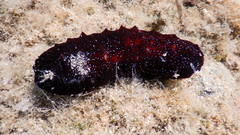 Holothuria poli