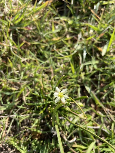 iNaturalist observation photo of Sea Muilla