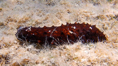 Holothuria poli