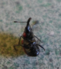 Merhynchites wickhami