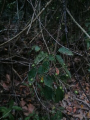 Crossopetalum