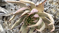 Dudleya ingens