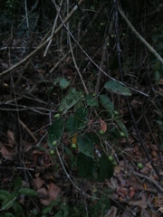 Crossopetalum