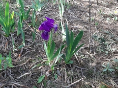 Iris lutescens subbiflora