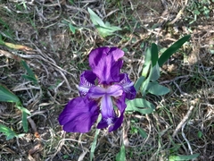 Iris lutescens subbiflora