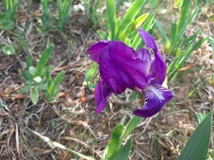 Iris lutescens subbiflora