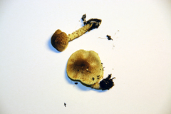 Lepiota elaiophylla