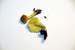 Lepiota elaiophylla