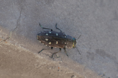 Chrysobothris octocola