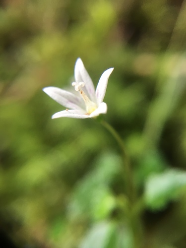 Peracarpa carnosa iNat (2)
