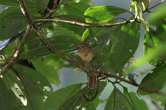 Thamnistes anabatinus