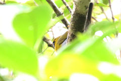 Caryothraustes poliogaster