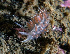 Coryphella monicae