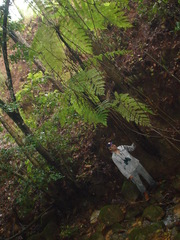 Cyathea costaricensis