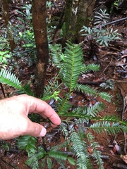 Retrophyllum comptonii