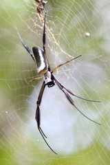 Trichonephila clavipes