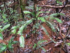 Retrophyllum comptonii