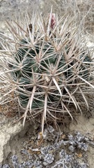 Ferocactus fordii borealis