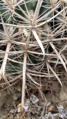 Ferocactus fordii borealis