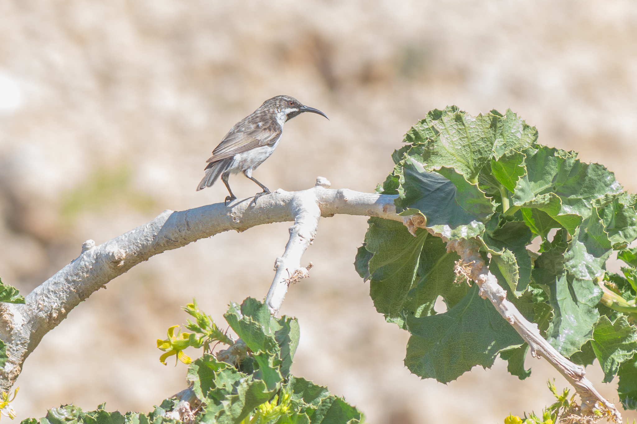 Socotra Sunbird (Chalcomitra balfouri), photo 6